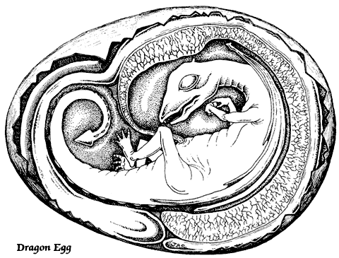 Зародыш дракона в яйце