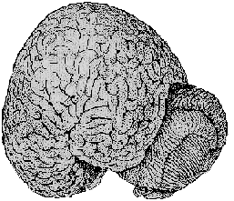 Головной мозг взрослой афалины